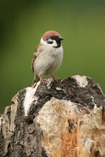 The Eurasian Tree Sparrow (Passer Montanus) Sitting On The Dry Trunk With Green Background.