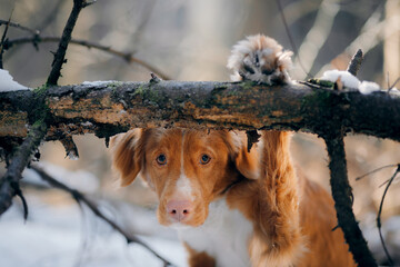 Wall Mural - dog in a snowy forest. Pet in the winter nature. Nova Scotia Duck Retriever put its paws on a log