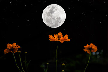Wall Mural - full moon over cosmos flower in the dark night.