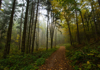 Wall Mural - path in misty autumn forest 