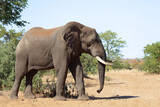 Fototapeta Natura - Afrikanischer Elefant / African elephant / Loxodonta africana