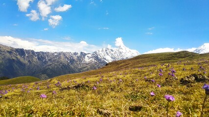 alpine meadow in the mountains