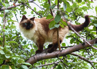 Cat breed 