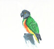 Senegal parrot Poicephalus senegalus from west Africa sketch markers, freehand drawing