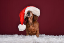 Super Cute Christmas Dachshund Dog With A Santa's Hat On A Dark Red Background In Studio