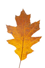 Wall Mural - bright orange autumn leaf on an isolated white background