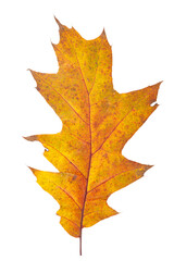 Wall Mural - bright orange autumn leaf on an isolated white background