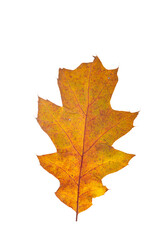 Wall Mural - bright orange autumn leaf on an isolated white background
