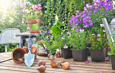  flowers pots and bulbs on a garden table in home terrace