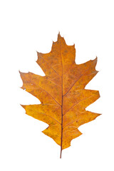 Wall Mural - bright orange autumn leaf on an isolated white background