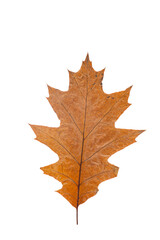 Wall Mural - bright orange autumn leaf on an isolated white background