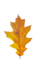 Wall Mural - bright orange autumn leaf on an isolated white background