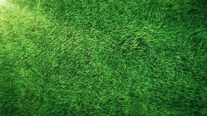 Wall Mural - grass. this work show grass swaying wind seamless loop animation with shine easies to use and change