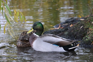 Wall Mural - Ducks on the shore