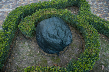 Shrubs protection from frost in winter in a beautiful boxwood garden.