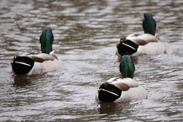 Wall Mural - Ducks on the water