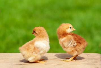 Wall Mural - Close up twin of newborn chicken friend on green natural background. Little chickens on wood flor, family and friendship