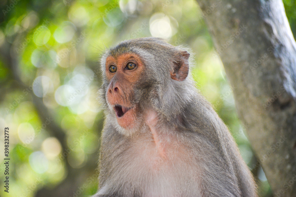 Monkey.Form Sundarban,Bangladesh.Word largest mangrove forest Stock ...