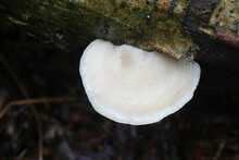Tyromyces Chioneus, Known As White Cheese Polypore, Bracket Fungus From Finland