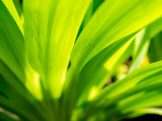Wall Mural - Abstract of The Fan Iris Leaves