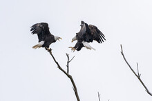 A Close View Of Two Adult Eagles Sharing A Branch In Close Proximity High Up A Tree