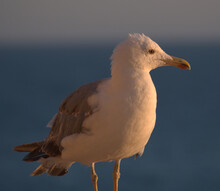 The Gulls Are A Group Of Birds Classified Within The Order Charadriiformes And Family Laridae, Belonging To The Suborder Lari. They Are Closely Related To The Terns