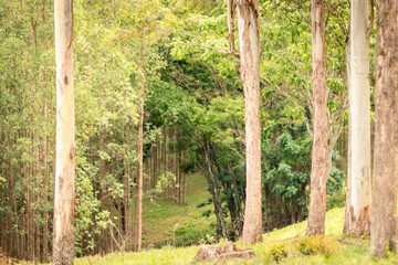 Wall Mural - parque com árvores