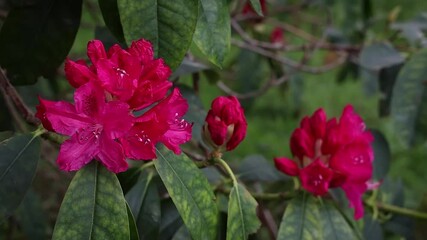 Wall Mural - Red Rhododendron Flower Blowing in the Wind