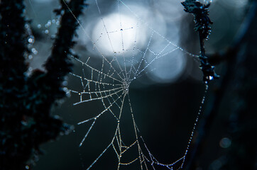 Wall Mural - spider web with dew drops, with a bluish hue