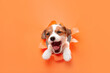 Cute and little doggy running breakthrough orange studio background purposeful and inspired, attented. Concept of motion, action, movement, goals, pets love. Looks delighted, funny. Copyspace for ad.