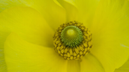 Persian Buttercup