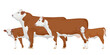 Set Bull, Cow, Calf. Hereford - The Best Beef Cattle Breeds. Farm animals. Vector Illustration.