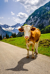 Wall Mural - cows at the eng alm in austria