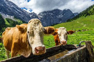 Wall Mural - cows at the eng alm in austria