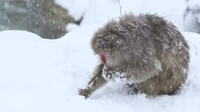 Japanese Snow Macaque Monkey Searches The Snow For Food, Hot Spring Onsen, Japan