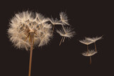 Fototapeta Nowy Jork - dandelion seeds fly away from the flower in wind