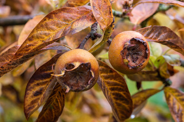 Wall Mural - Ripe fruits of organic mature brown Medlar, Mespilus germanica, on tree in late autumn with green, yellow, brown autumnal leaves in the background