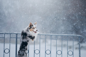 Wall Mural - dog in snow, winter mood. border collie put paws on the grate