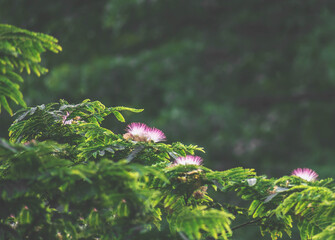 flowers in park