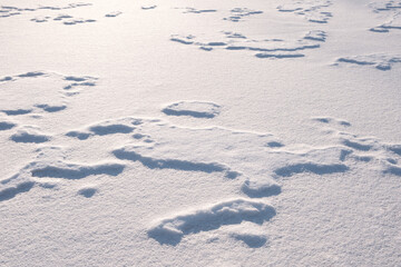 Poster - White fine ice and snow surface texture background texture, winter background