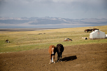 A black and a brown horses in the middle of a large plateau