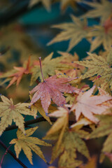 Wall Mural - Selective focus shot of beautiful autumn leaves