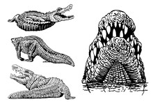 Graphical Set Of Crocodiles Isolated On White Background, Vector Elements, Alligator