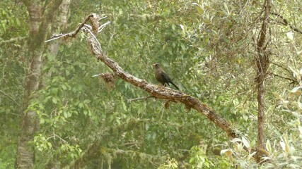Big brown bird sitting on a branch looking around in a forest in Costa Rica on a cloudy day. Steady shot.