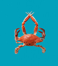 Natural Fresh Cooked Red Crab.