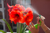 Spraying red amaryllis flower with water. Home and industrial floriculture.