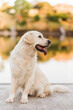 © Samantha Gehrmann/Stocksy - Golden retriever looking off to the side