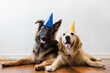 © Samantha Gehrmann/Stocksy - dogs in party hats