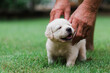 © Samantha Gehrmann/Stocksy - 4 week old puppy being scratched
