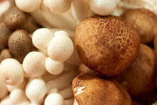 Variety Of Mushrooms In A Net Bag, Closeup